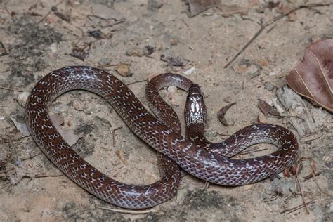 Lycodon capucinus .